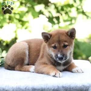 Boone, Shiba Inu Puppy